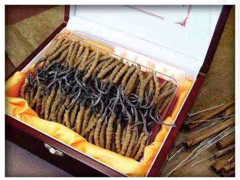 老城镇冬虫夏草回收